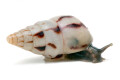 Limicolaria agathina Nigeria subadult